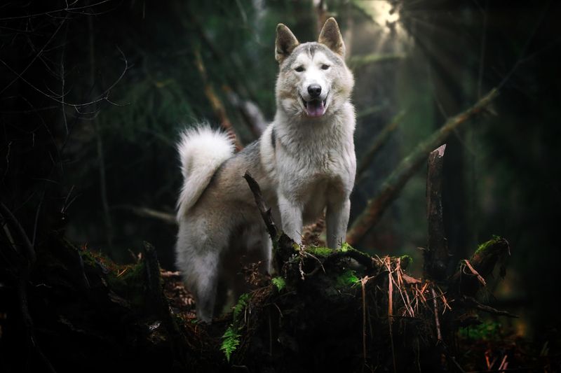 ..... фото превью