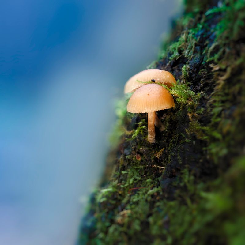 Грибочки фото превью