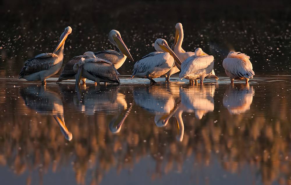 пеликан, pelicans, израиль,перелетные птицы, миграция, хула, долина хула,  white pelicans, pelecanus,пеликаны, Etkind Elizabeth