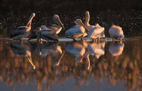 Pelicans -Пеликаны на зимовке