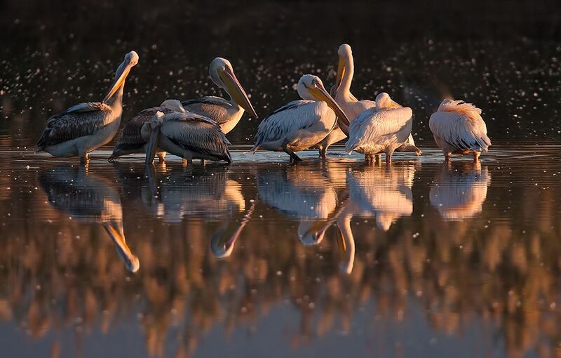 пеликан, pelicans, израиль,перелетные птицы, миграция, хула, долина хула,  white pelicans, pelecanus,пеликаны Pelicans -Пеликаны на зимовке фото превью
