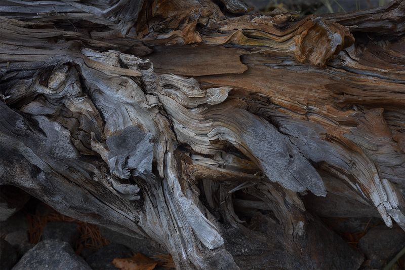 Старый пень фото превью