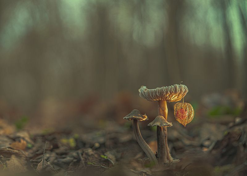 осень, лес, грибы, макро Время зажигать огни фото превью