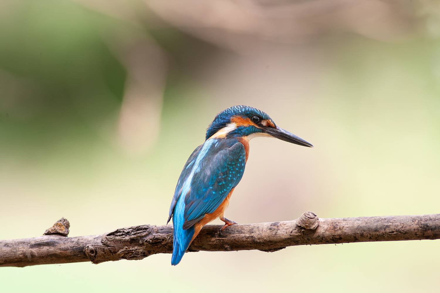 , Ангелов Андрей