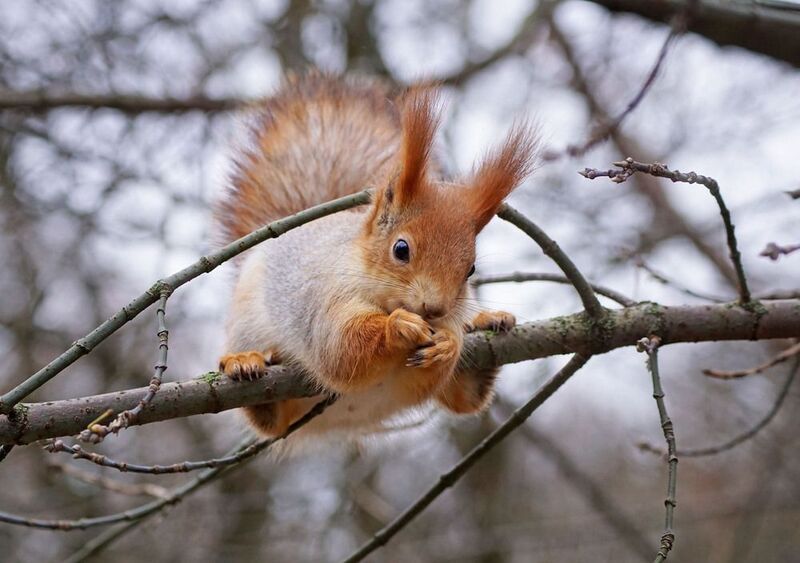 Мастерство балансирования фото превью
