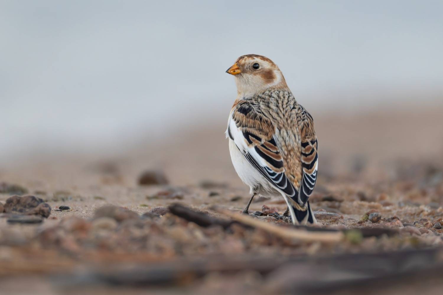 пуночка, снежный подорожник, арктический воробей, воробей, птицы, Ruslan Pl