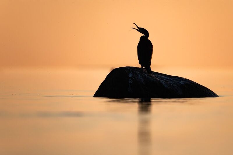 баклан, балтика, финский залив, птицы Песни под шум прибоя фото превью