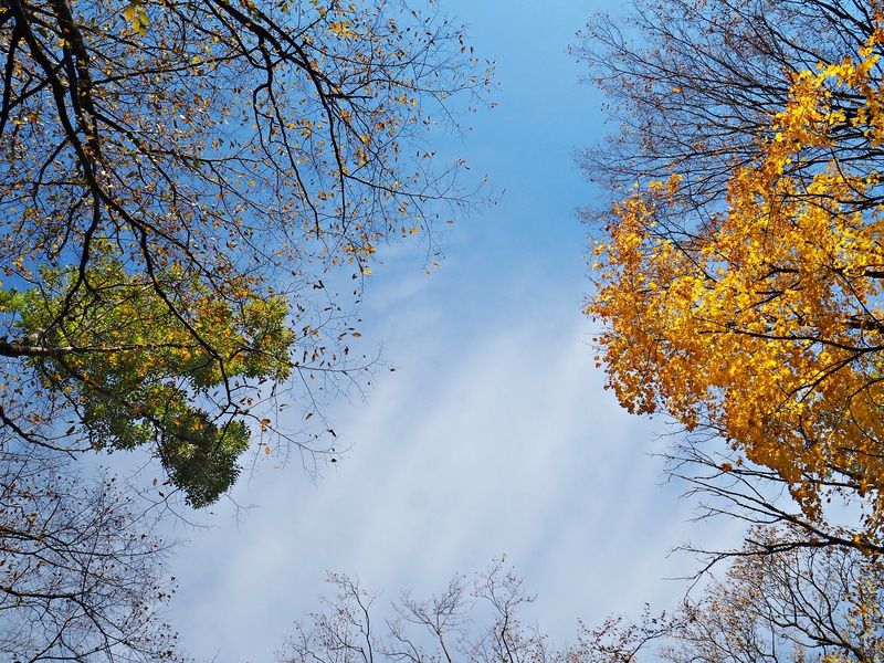 Autumn minimal фото превью