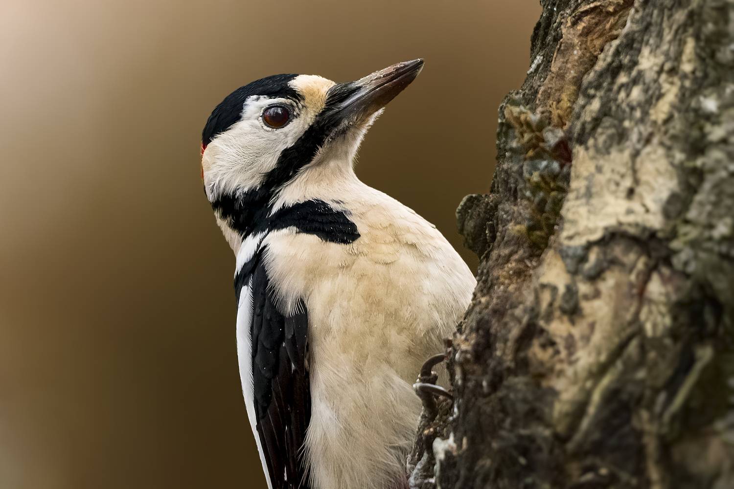 большой пёстрый дятел, great spotted woodpecker, Dendrocopos major, птица, дикая природа, woodpecker, птицы России, birdwatching, nature, wildlife photography, close-up bird, Полина Шальнева