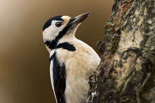 Большой пестрый дятел 