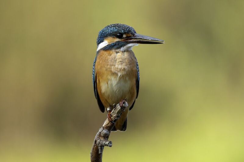 Зимородок обыкновенный. фото превью