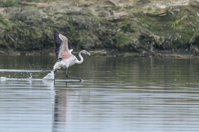 Розовый фламинго. Дагестан, Аджи-Папас фото превью