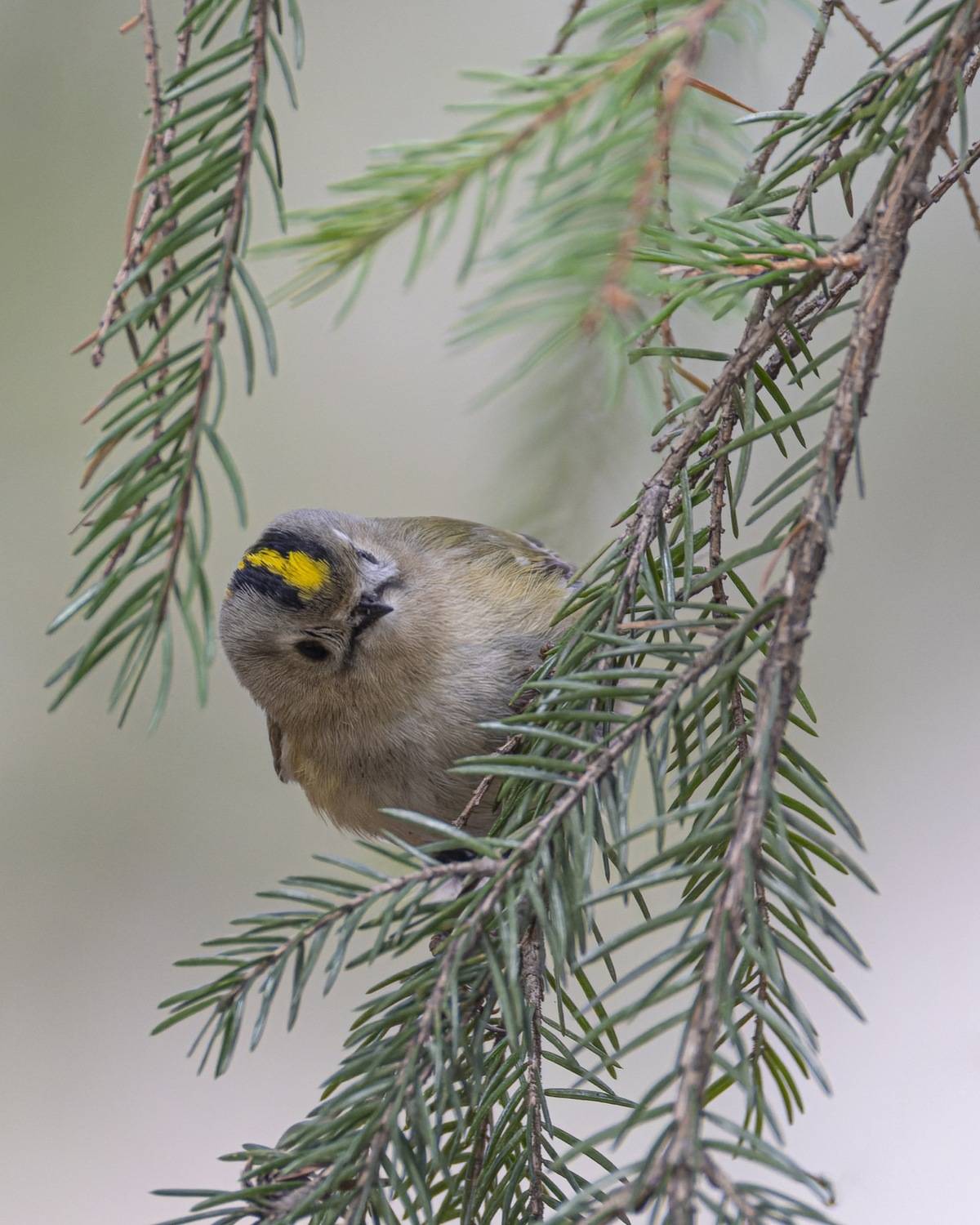 желтоголовый королек, королек, птицы, Ruslan Pl