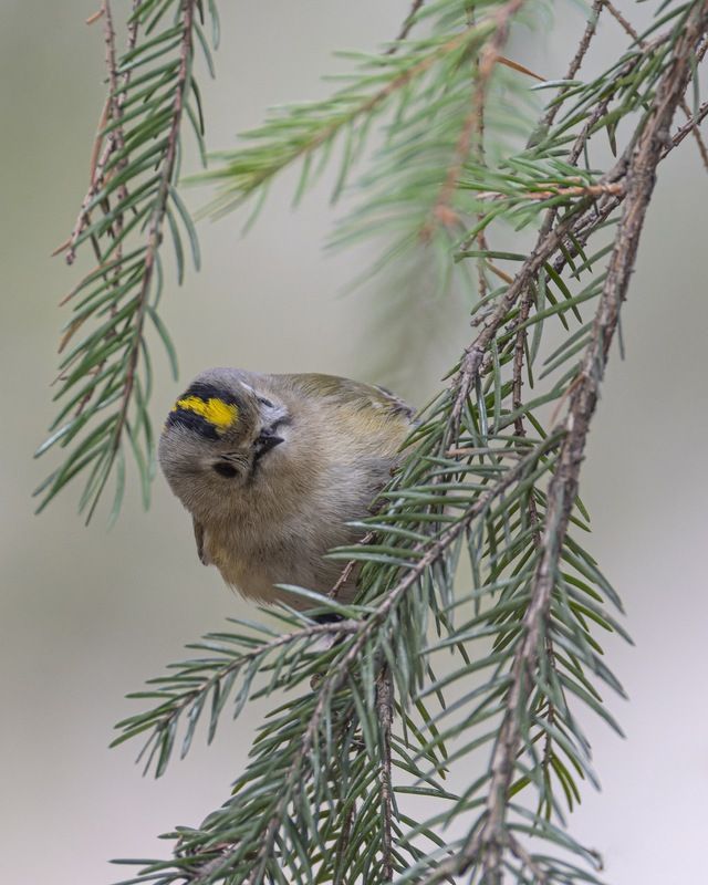 желтоголовый королек, королек, птицы Желтоголовый королек фото превью