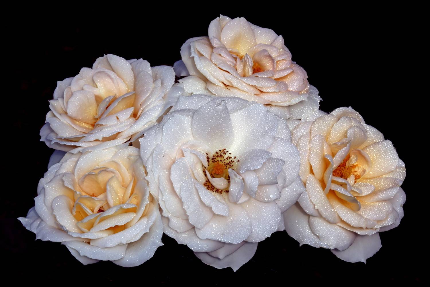 , Бибичков Михаил