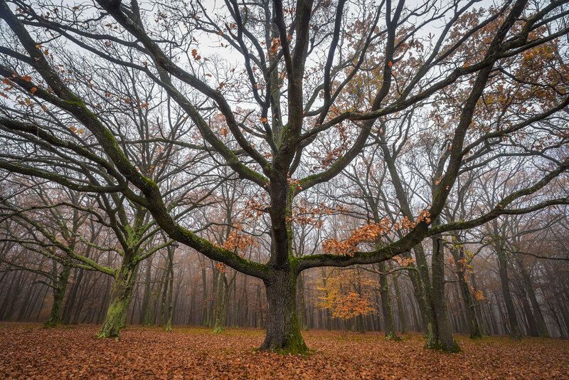 2025 фото превью