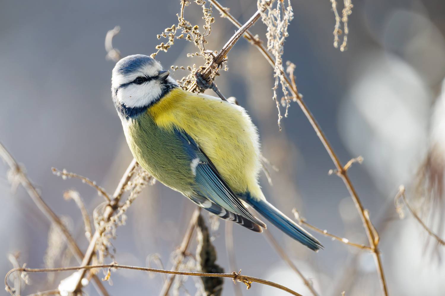 , ssmirs Сергей