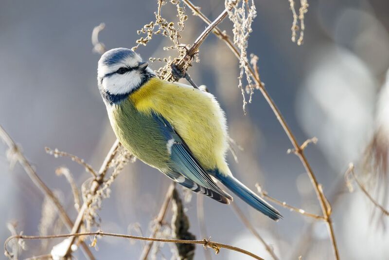 *** фото превью