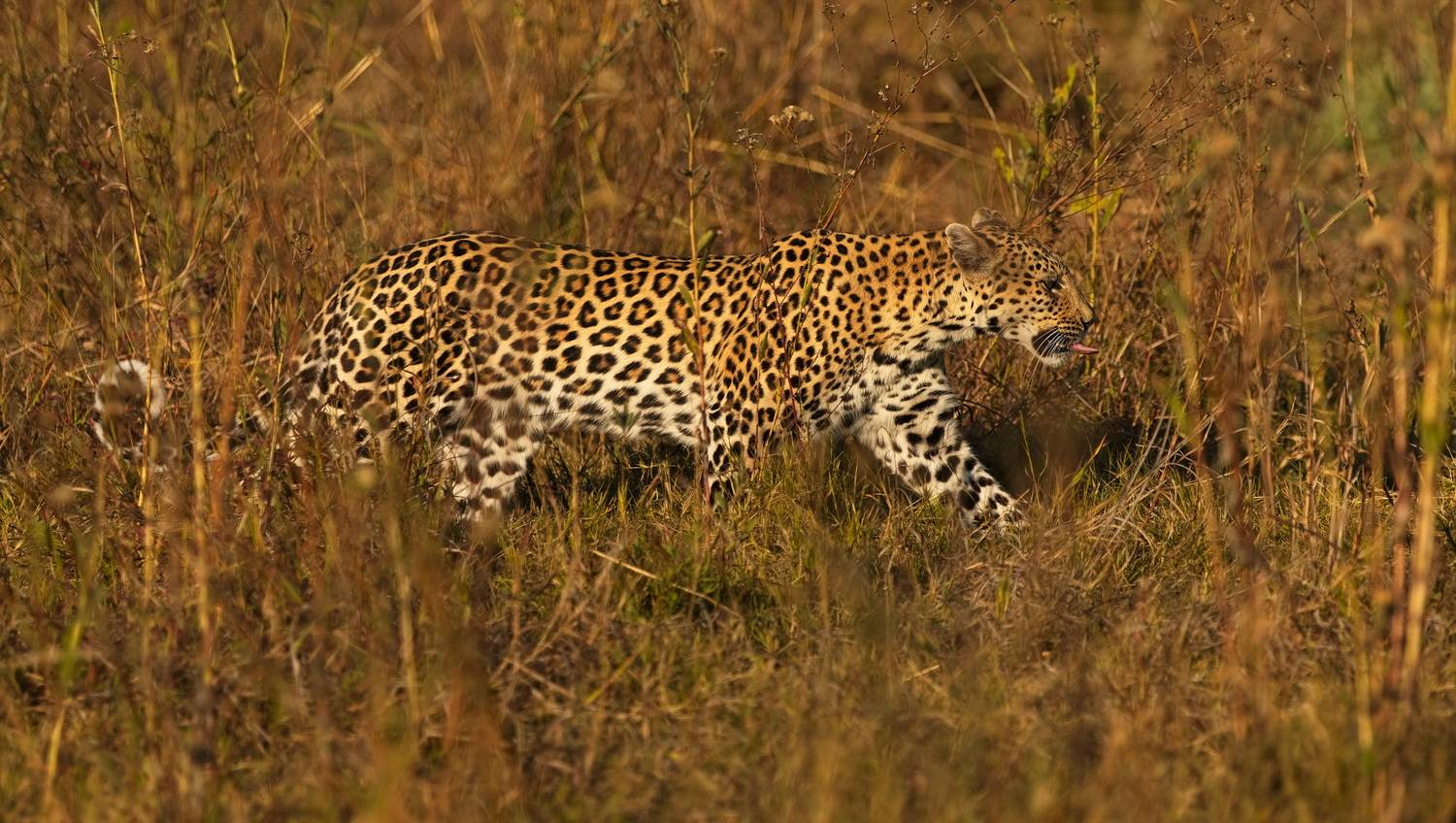 , Игорь Щербаков