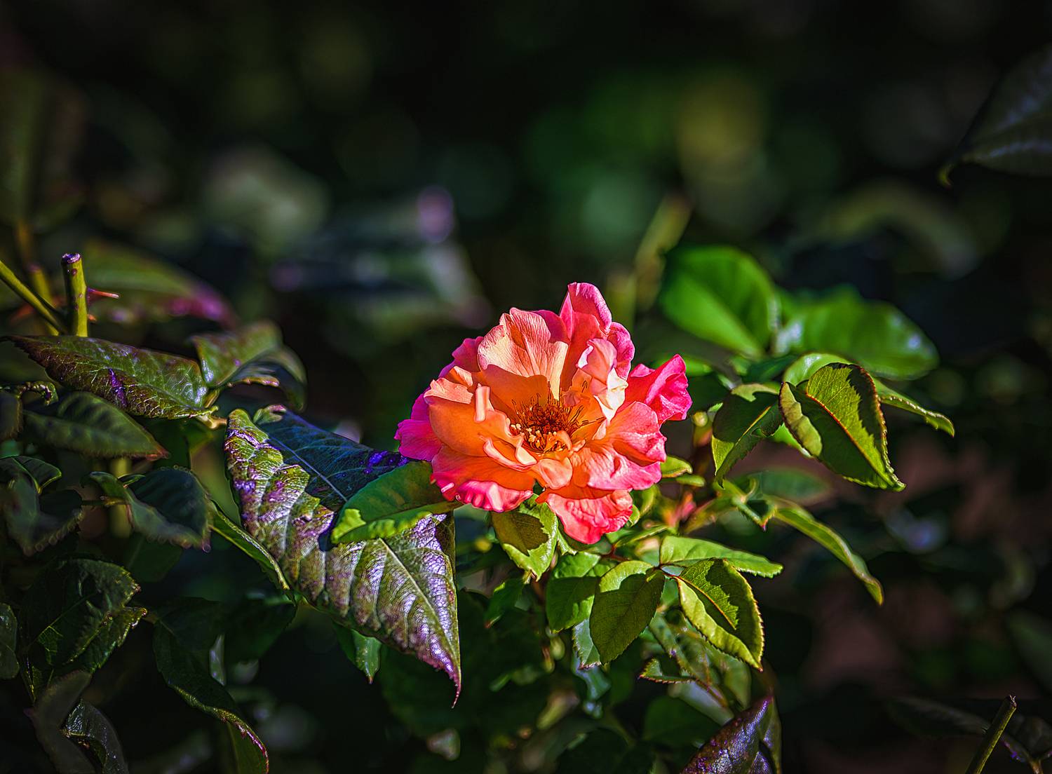 , Владимир Гамаюнов