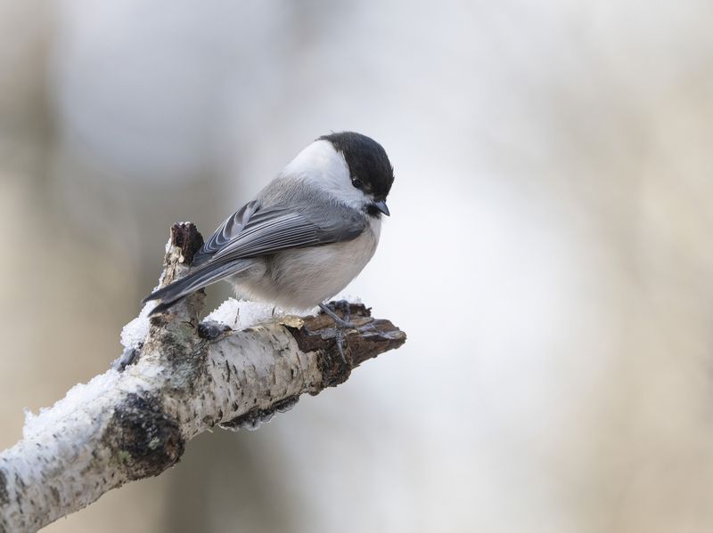 птицы,природа, осень Пухляк фото превью