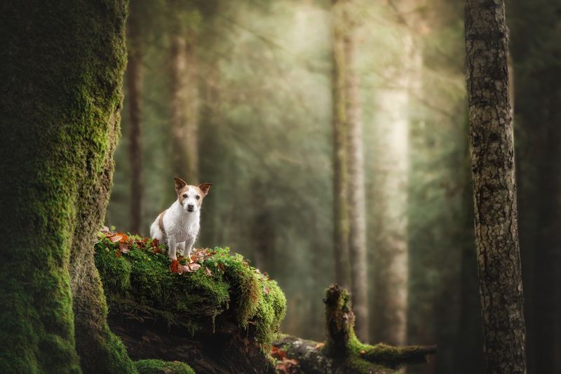 Daisy фото превью