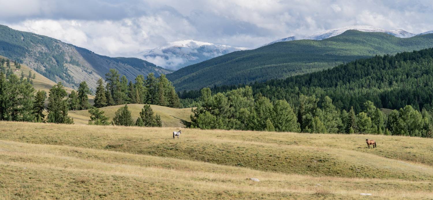 Россия, Горный Алтай, Улаганский район, лошади, , Гаврилов Юрий