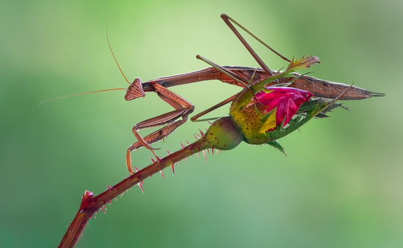 mantis, praying mantis, insect, bug, macro, branch, sunset, nature, wild, moody, dusk, Guarding roses фото превью