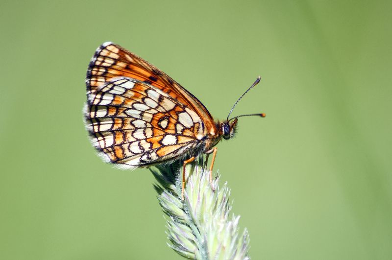 Шашечница фото превью