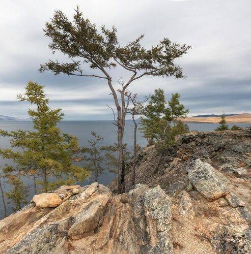 Природный бонсай