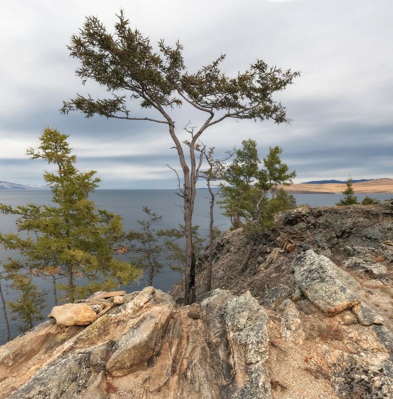байкал, ольхон, скалы, осень, деревья Природный бонсай фото превью