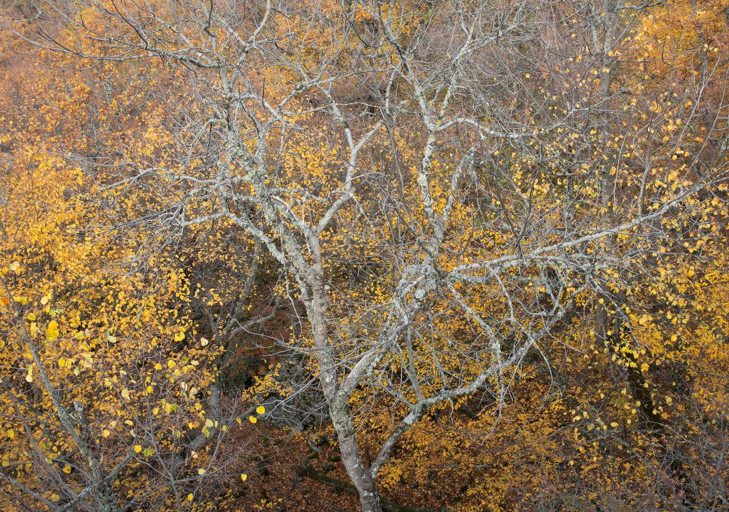 , Михаил Гапонов