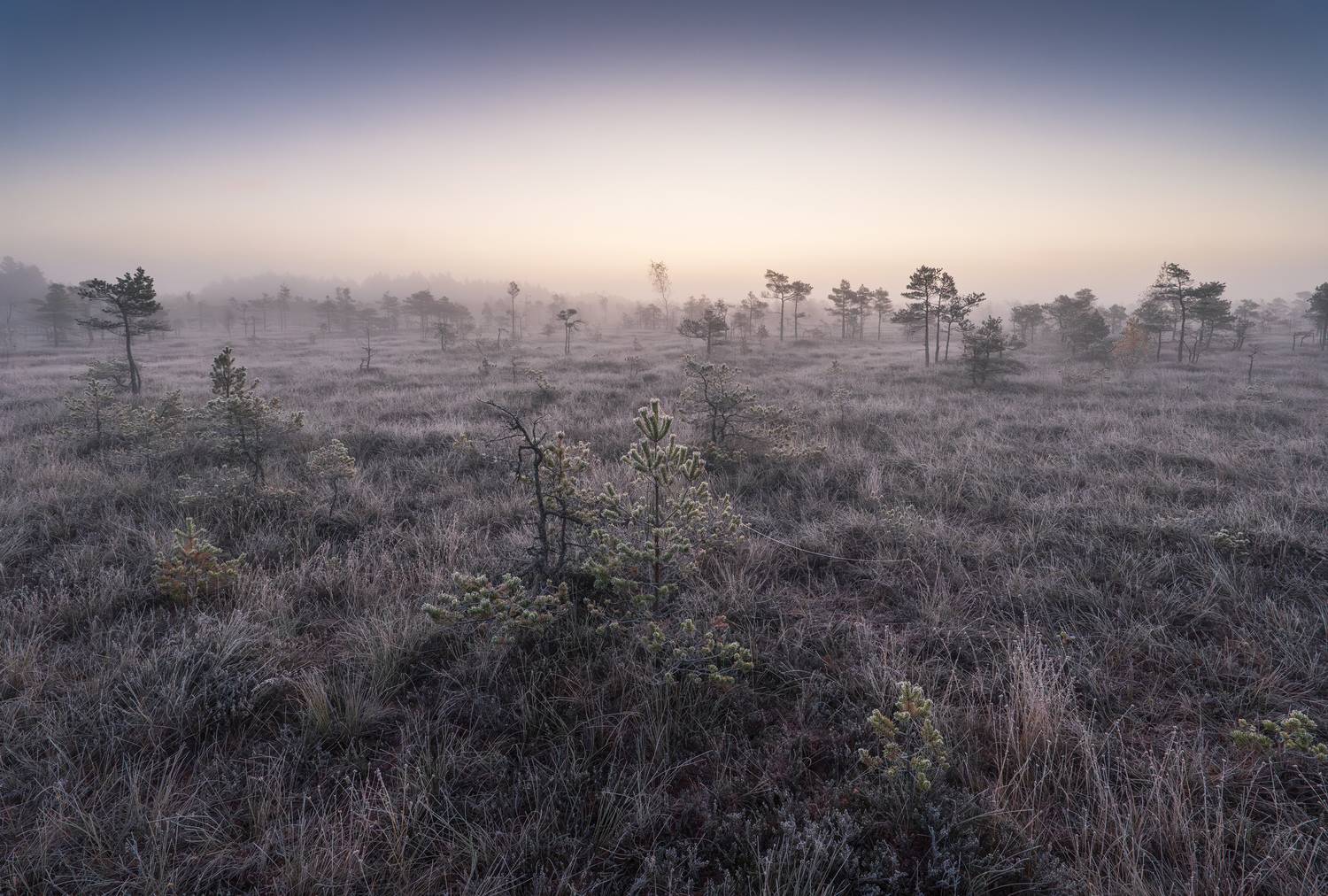 , Гордон Николай