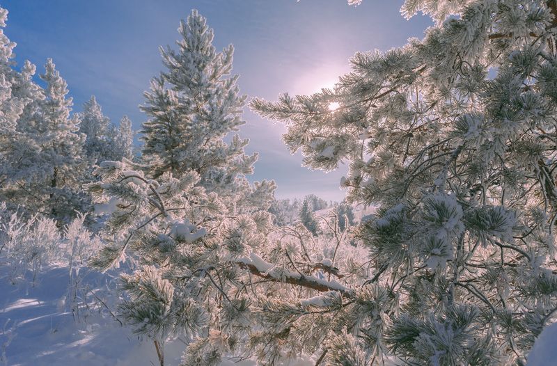 из лесу фото превью