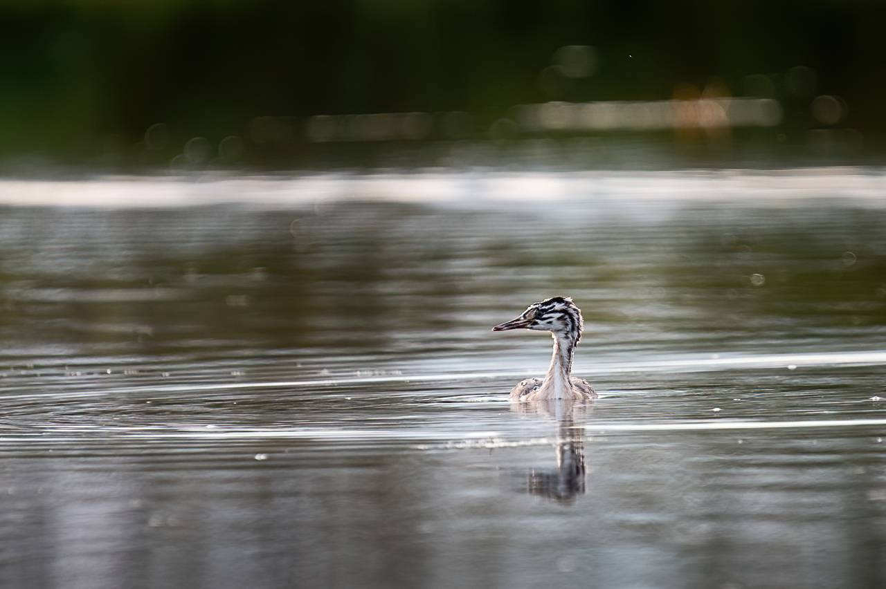 чомга, птица, птенец, поганка, большая поганка, Anton