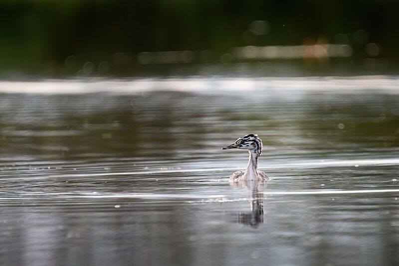 чомга, птица, птенец, поганка, большая поганка маленькая чомга фото превью