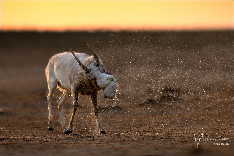 * * * фото превью