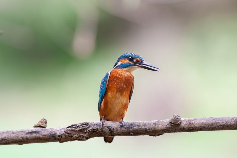 Обыкновенный зимородок фото превью