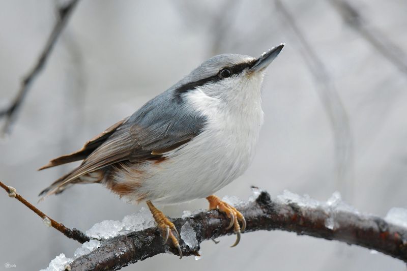 Поползень фото превью