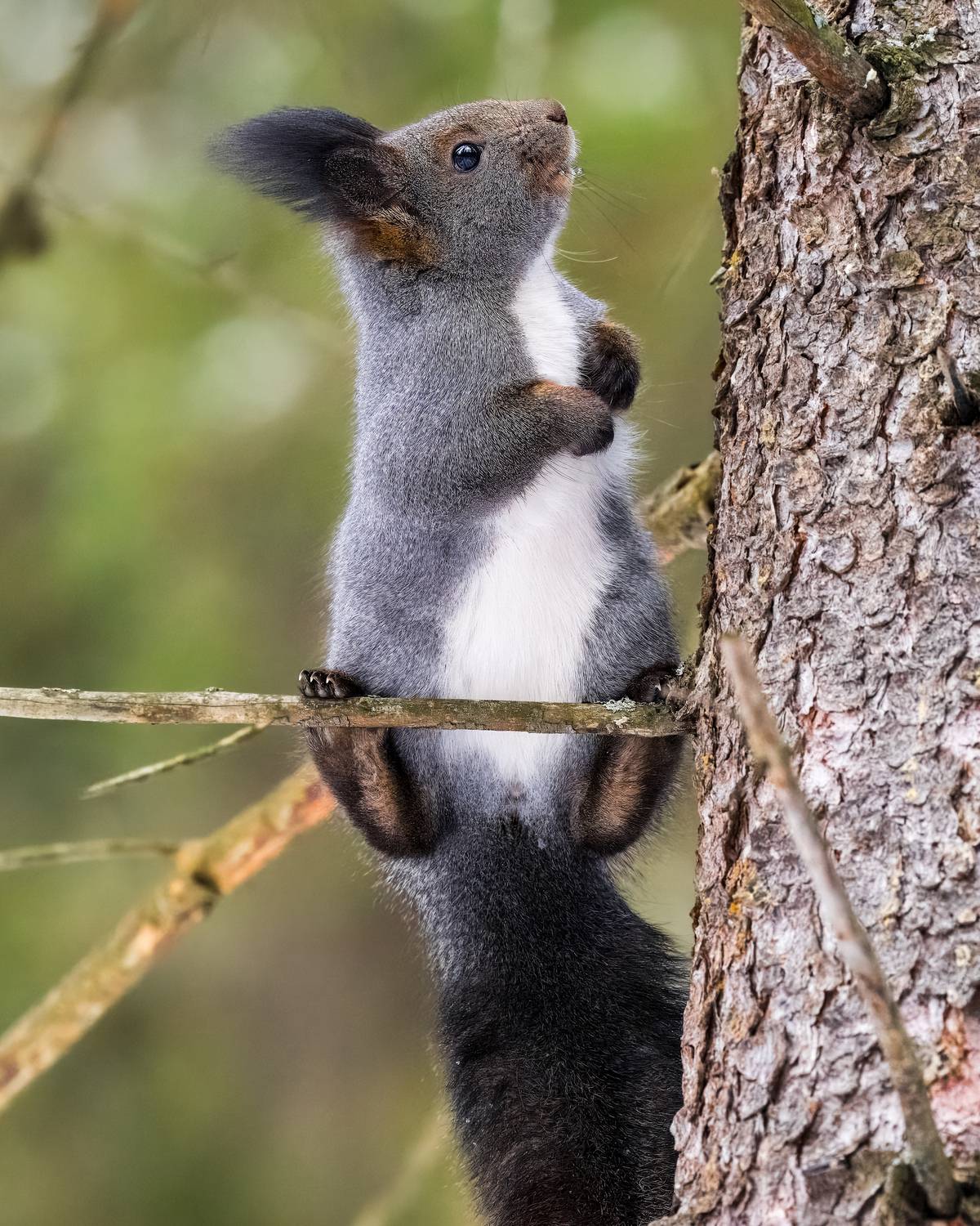 белка, животные, Екатерина Дубровская