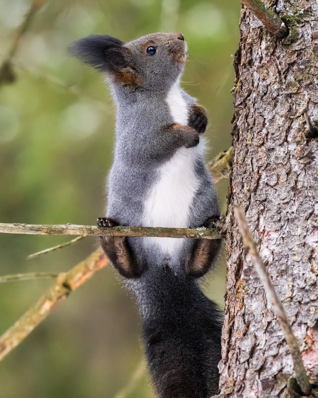 белка, животные 17 ноября отмечается Международный день белки! фото превью