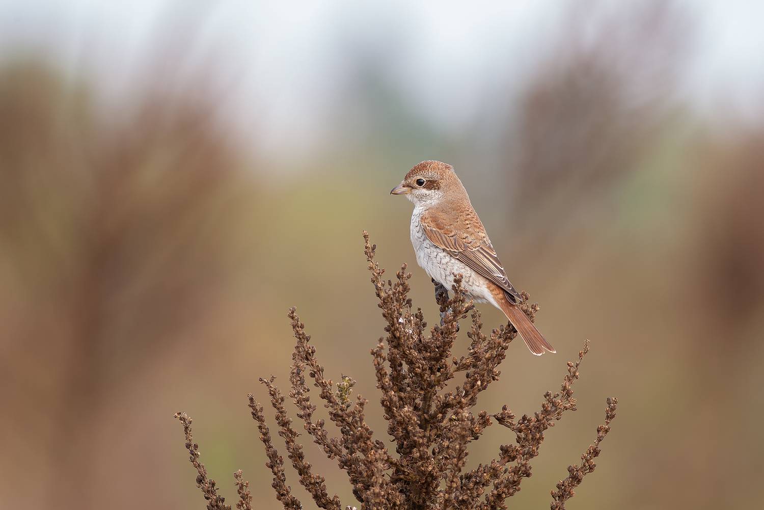 , Ангелов Андрей