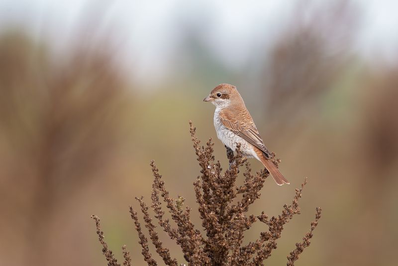 Обыкновенный жулан фото превью