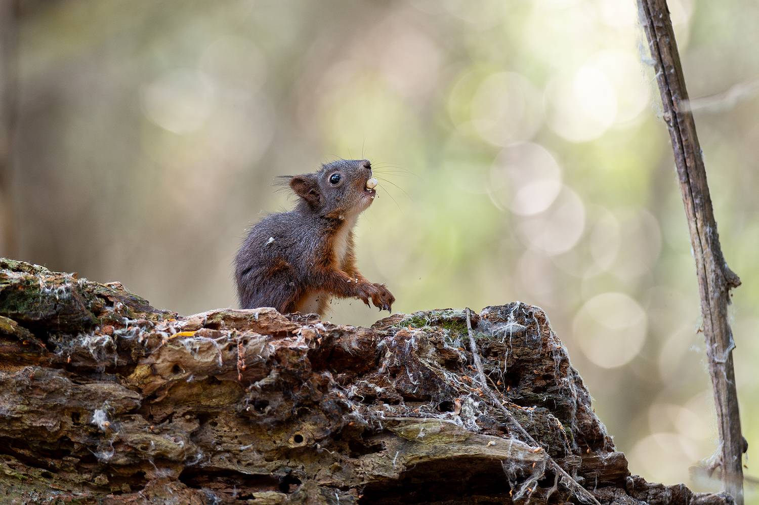 , Ангелов Андрей