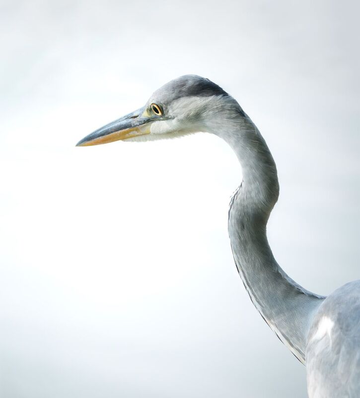 Мое портфолио фото превью