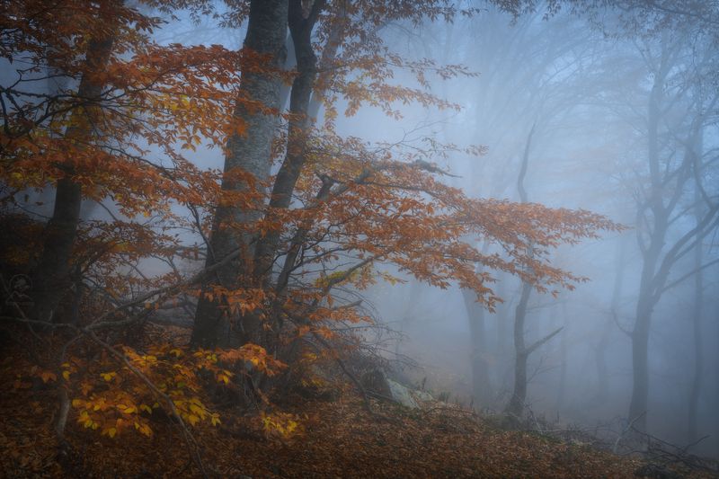 крым, осень, лес, демерджи, туман, фототур по крыму осенью Там за туманами продолжение фото превью