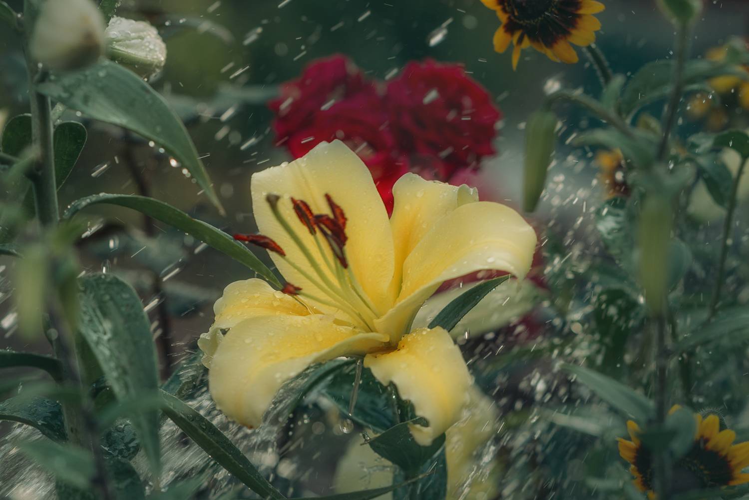 лилии,  Мария