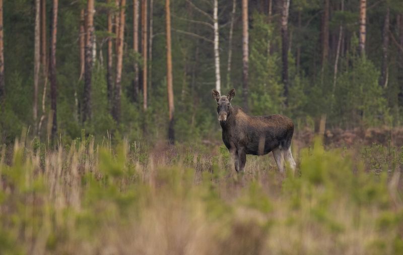 Лосяшка :) фото превью