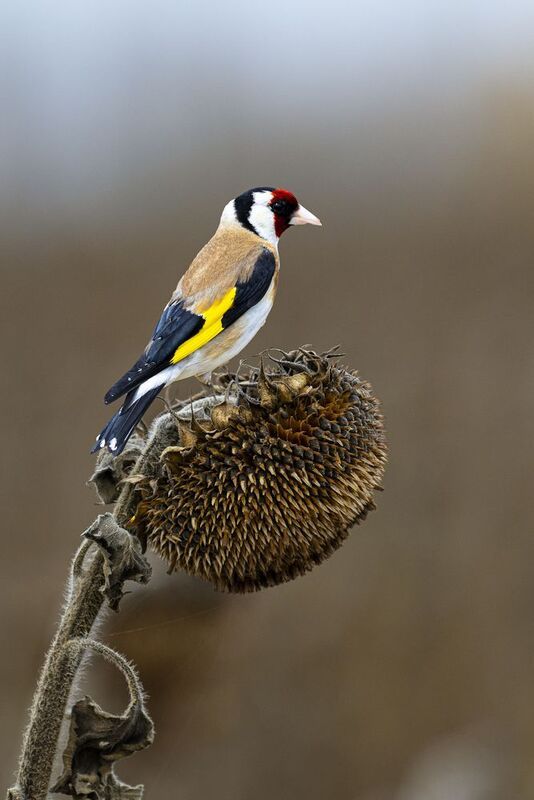 природа Щегол фото превью