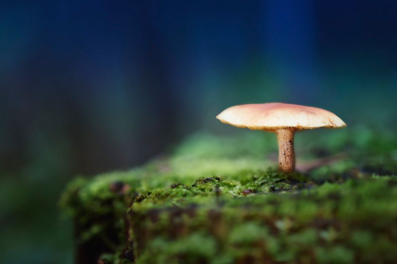 Грибок фото превью